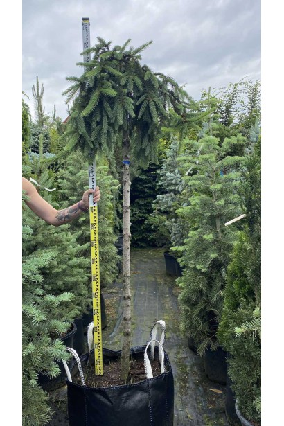 Ель плакучая Инверса на штамбе - ком-110л/вис.180-190см/Ø80-90см/ШТАМБ 140см/обхват 12-14см